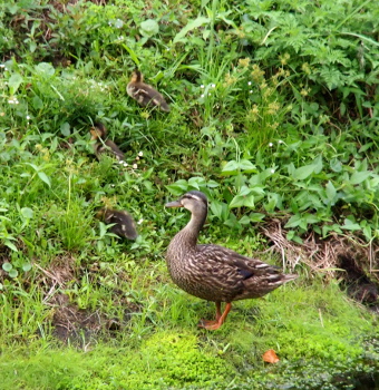 [Momma stands in the grass at the water's edge as three ducklings feed in the grass on a hillside in front of her.]